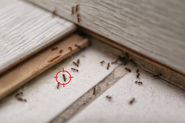 Best Pest Removal Services  in Palm Desert, CA