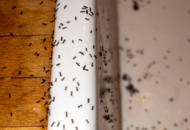 Best Emergency Pest Control  in Palm Desert, CA