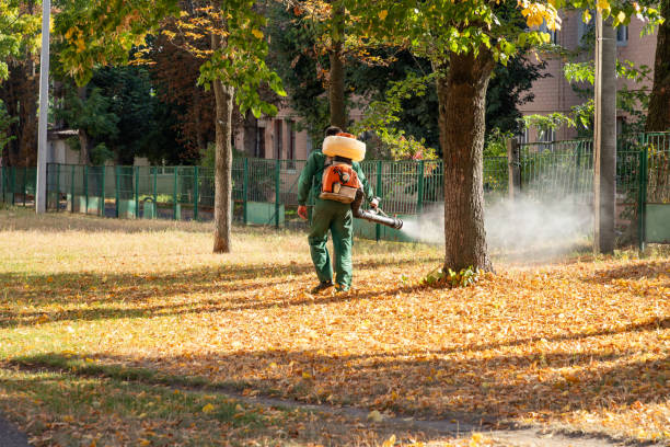 Best Termite Control Services  in Palm Desert, CA