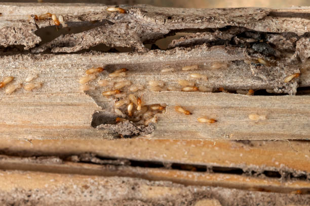Best Pest Control Near Me in Palm Desert, CA